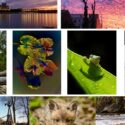 collage of winning pictures.